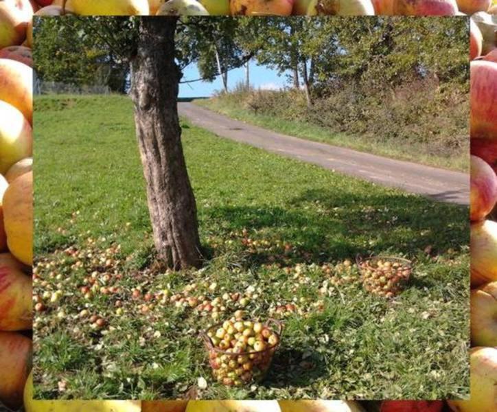 Ferienwohnungen Zeltnerhof Breitenbrunn  المظهر الخارجي الصورة